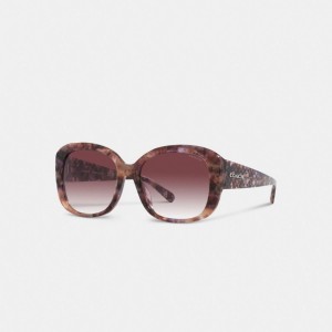Women Coach Signature Oversized Square Sunglasses Purple | IN_CH36499